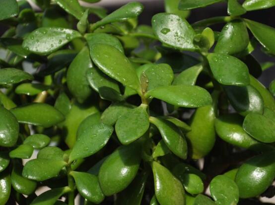 怎么讓玉樹開花，做好這六個要點便可花開爆盆