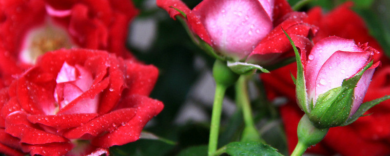 薔薇花會(huì)自己爬墻么