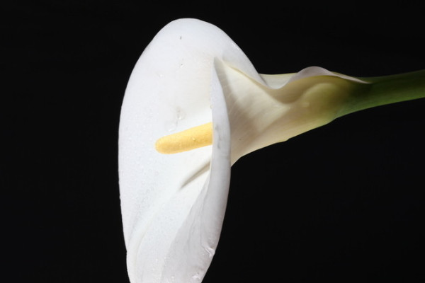 怎么讓馬蹄蓮開(kāi)花