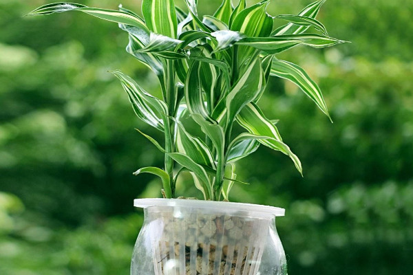 富貴竹扦插繁殖的方法,1~4月份都可以扦插