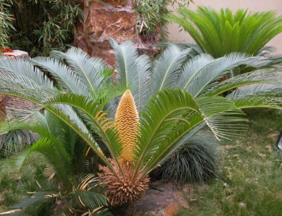 鐵樹(shù)開(kāi)花是吉還是兇，預(yù)示生活美滿、大吉大利(吉兆)