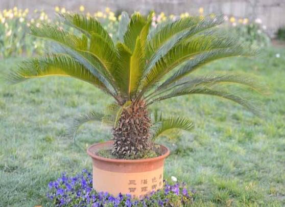 養(yǎng)鐵樹有什么忌諱，沖擊財(cái)運(yùn)與福運(yùn)/戀愛結(jié)婚難