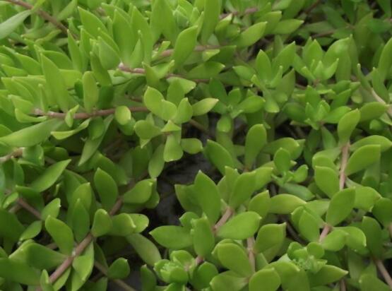 玉樹可以放在室內(nèi)嗎，小心碰觸導(dǎo)致瘙癢、腫痛(有毒)