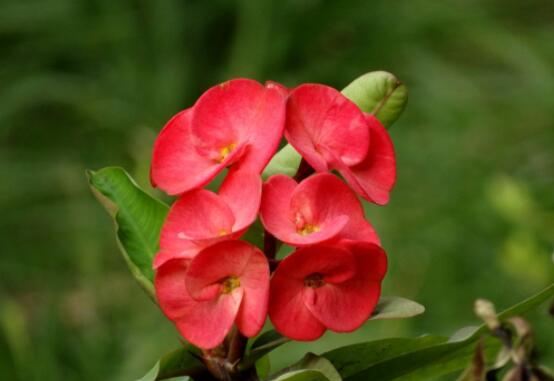 虎刺梅的養(yǎng)殖方法，老農(nóng)總結(jié)六大最實(shí)用基本養(yǎng)殖技巧