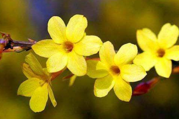 迎春花的養(yǎng)殖方法和注意事項(xiàng)