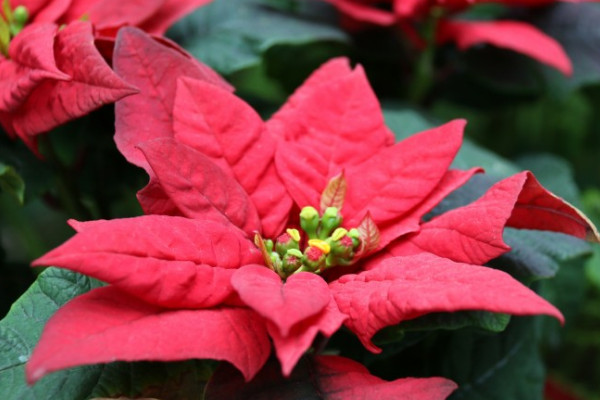 一品紅第二年還會(huì)紅嗎