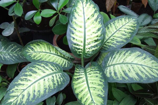 中華萬年青有毒嗎，誤食會(huì)有生命危險(xiǎn)