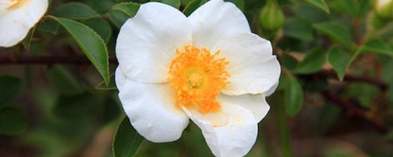 金櫻子一年結(jié)幾次果