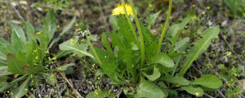 蒲公英種子何時種