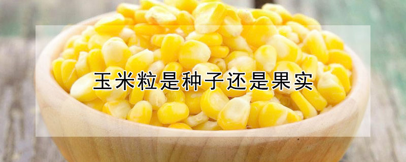 玉米粒是種子還是果實(shí)