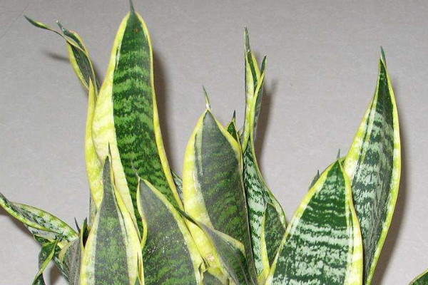 虎皮蘭種子種植方法