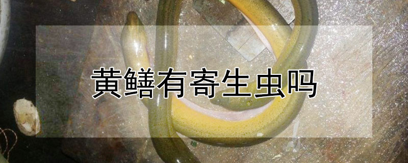 黃鱔有寄生蟲(chóng)嗎