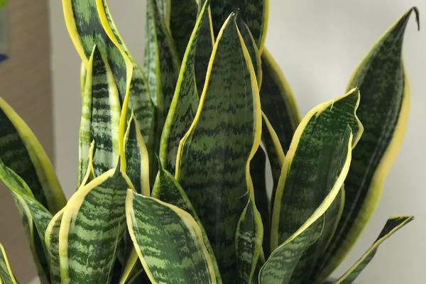 虎皮蘭冬天怎么養(yǎng)護