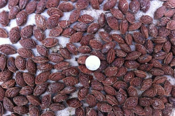 桃花種子怎么種，必須使用處理后的種子種植