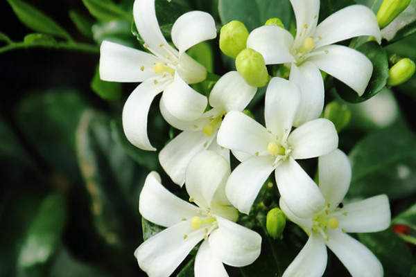 九里香冬季怎么養(yǎng)護