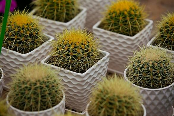 仙人球爛根的原因，以下4種情況都會導(dǎo)致仙人球爛根