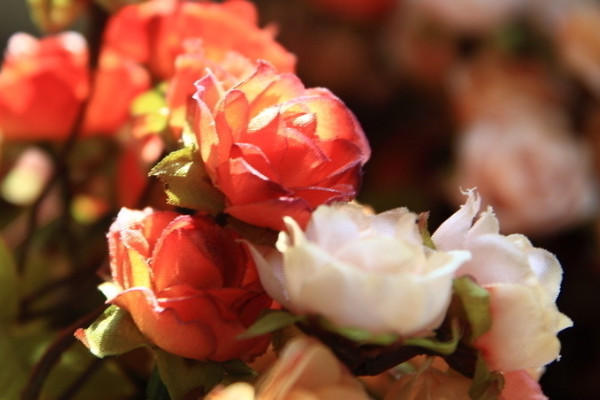 玫瑰花的養(yǎng)殖方法和注意事項(xiàng)