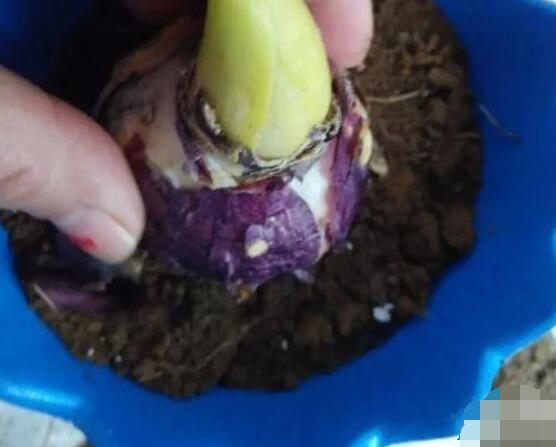 風(fēng)信子怎么種，老農(nóng)總結(jié)最簡(jiǎn)單有效五個(gè)步驟