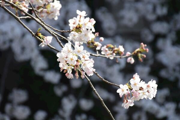 櫻花的種植方法，5步即可完成櫻花的種植