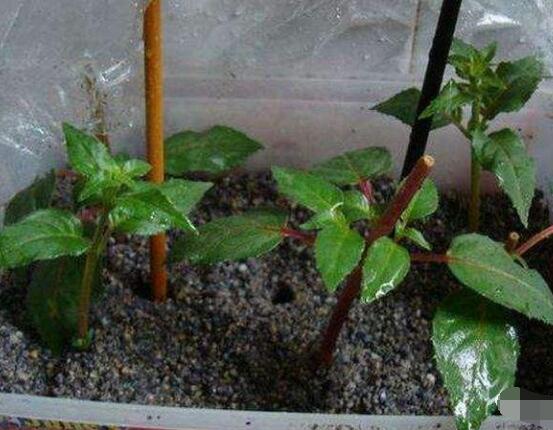 曇花扦插方法圖解，擇兩年生20-30厘米插蕙、扦插土壤深度1/3