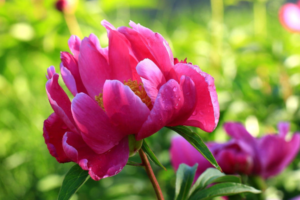 芍藥花室外如何養(yǎng)以及冬天怎么辦