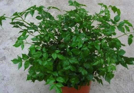 幸福樹水生根技巧，做好四點步驟即可水培爆盆