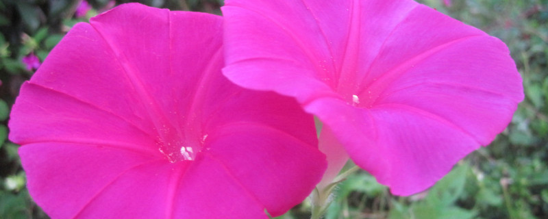 牽?；ǚN子可以用真空保存嗎