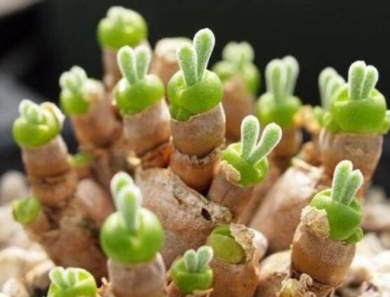 碧光環(huán)發(fā)芽后要澆水嗎，需要/只需要保持濕潤環(huán)境即可