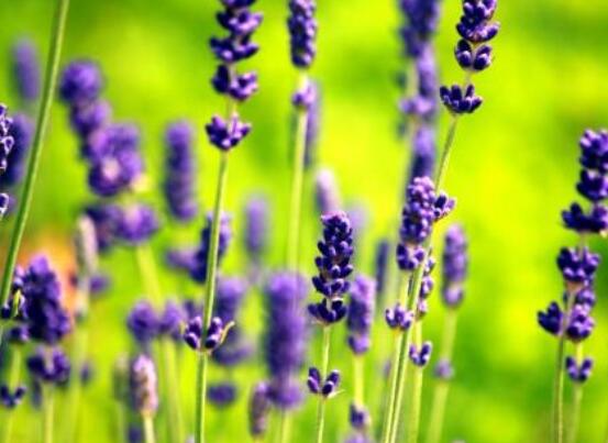 薰衣草有什么功效，舒緩修護、改善心肌、安撫神經(jīng)