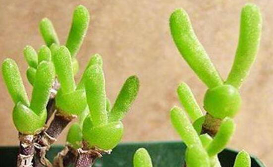 碧光環(huán)開花嗎，會開/從種植到開花需要5-7年(時間漫長)