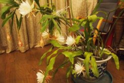 曇花的藥用和食用作用，曇花的作用竟如此全面