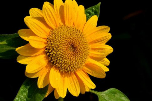 向日葵什么時(shí)候播種