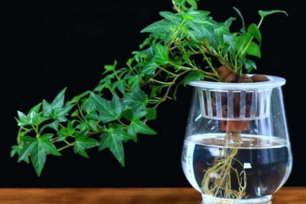 水培的常春藤怎么養(yǎng)生根快，常春藤水培生根秘訣