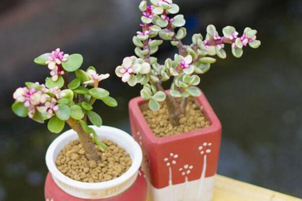 雅樂之舞放在哪里養(yǎng)好，放在這些位置才能滿足植株的生長