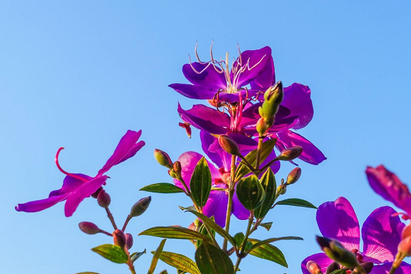 巴西野牡丹的養(yǎng)殖方法和注意事項