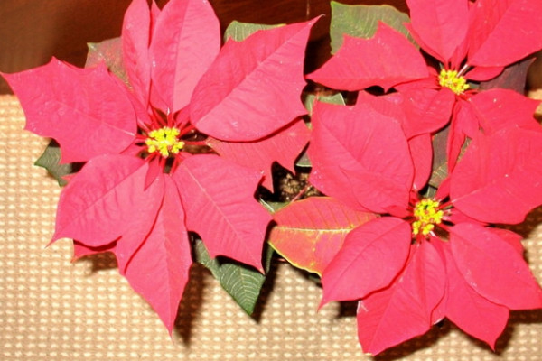 一品紅花什么季節(jié)開花