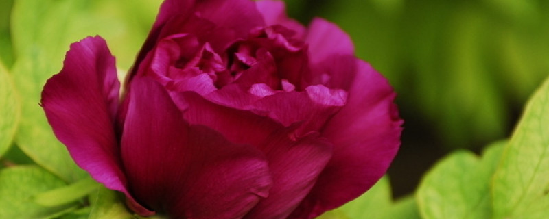 玫瑰花春天開(kāi)嗎