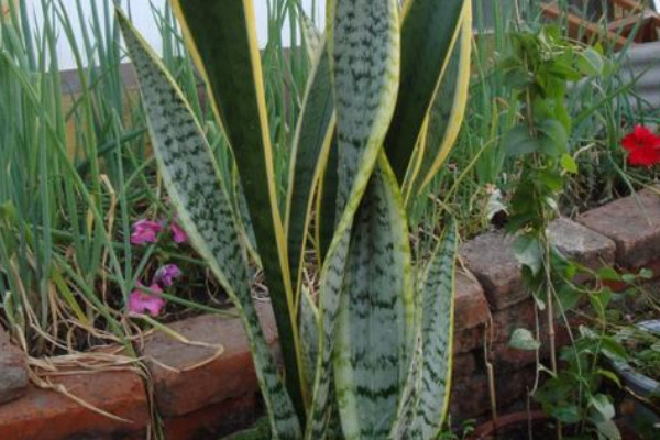 金邊虎皮蘭的養(yǎng)殖方法和注意事項(xiàng)