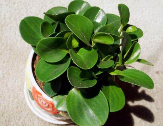 碧玉花的扦插方法圖解，教你五個扦插便可爆盆好方法