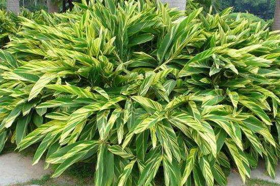 大葉萬年青有毒嗎，誤食會(huì)導(dǎo)致聲帶嘶啞、失明