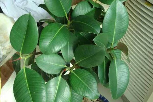 橡皮樹什么時(shí)候扦插