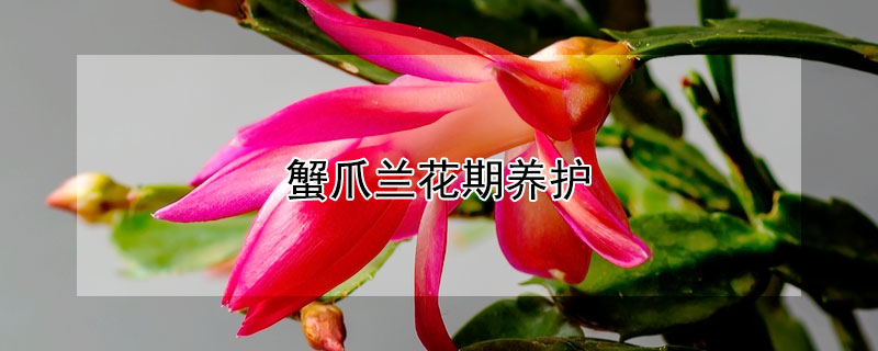 蟹爪蘭花期養(yǎng)護