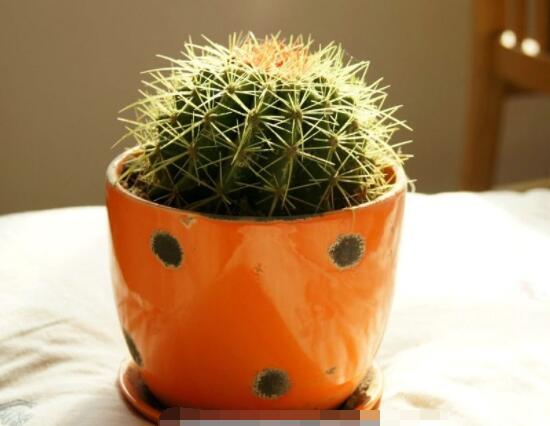 仙人球怎么施肥才正確，老農(nóng)總結(jié)一年四季施肥方法