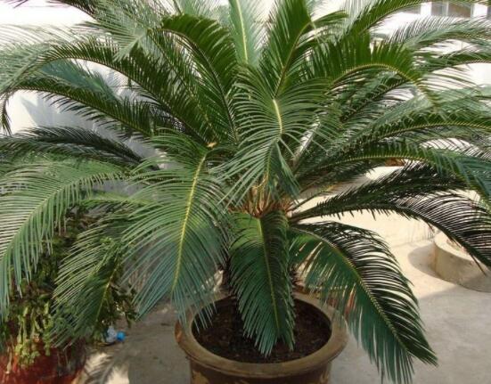 養(yǎng)鐵樹有什么忌諱，沖擊財(cái)運(yùn)與福運(yùn)/戀愛結(jié)婚難