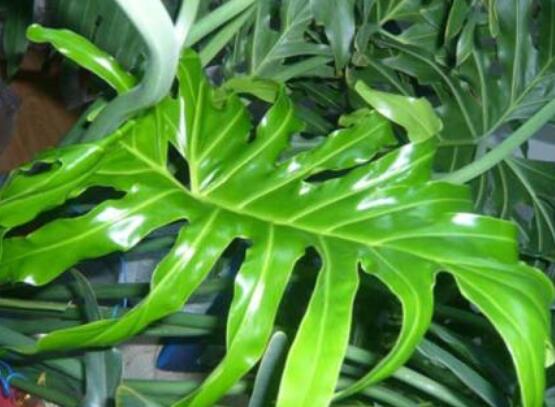 龜背竹水培方法和注意事項(xiàng)，教你超簡(jiǎn)單三點(diǎn)步驟/勤換水