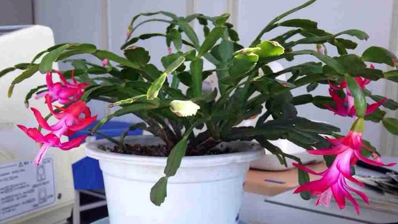 秋天蟹爪蘭的養(yǎng)殖方法和注意事項(xiàng)