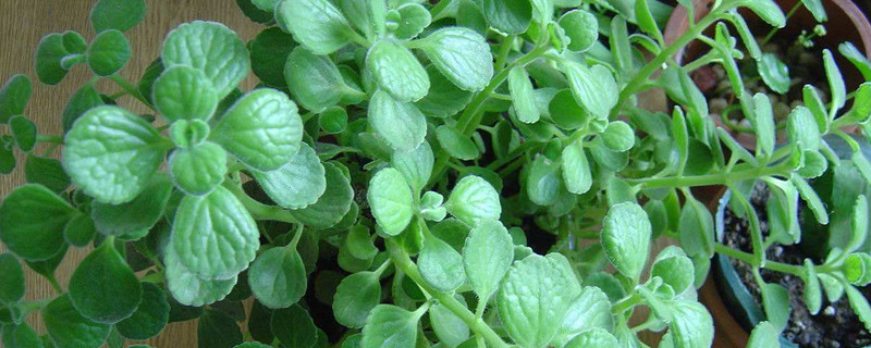 碰碰香不長(zhǎng)了怎么回事