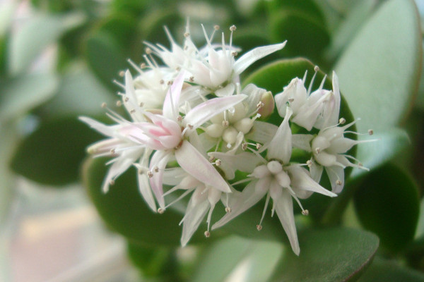 玉樹(shù)怎樣嫁接天竺葵