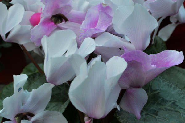 仙客來(lái)的葉子太多可以摘掉一些嗎