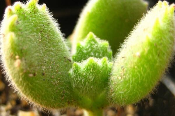 熊童子怎么養(yǎng)出紅爪子